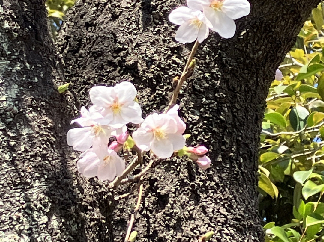 Ageo Maruyama Park-上尾市必去景点