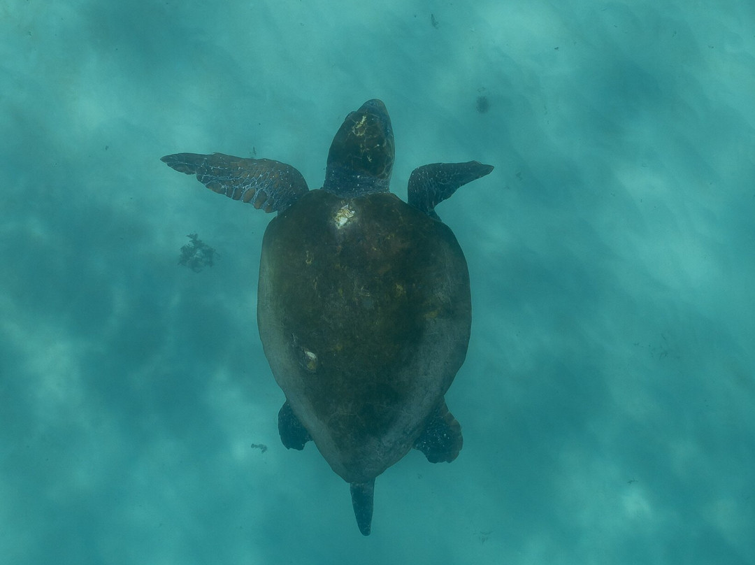 Ningaloo Experience-珊瑚湾必去景点