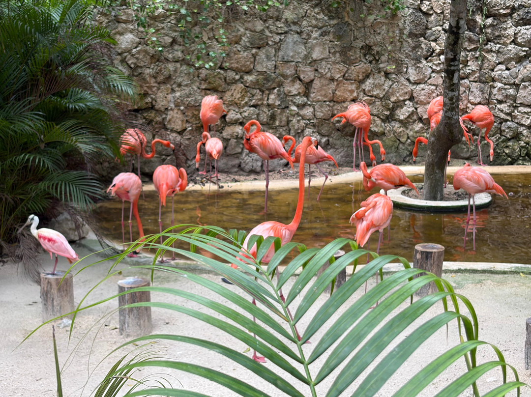 Akumal Monkey Sanctuary & Rescued Animals-艾库玛尔必去景点