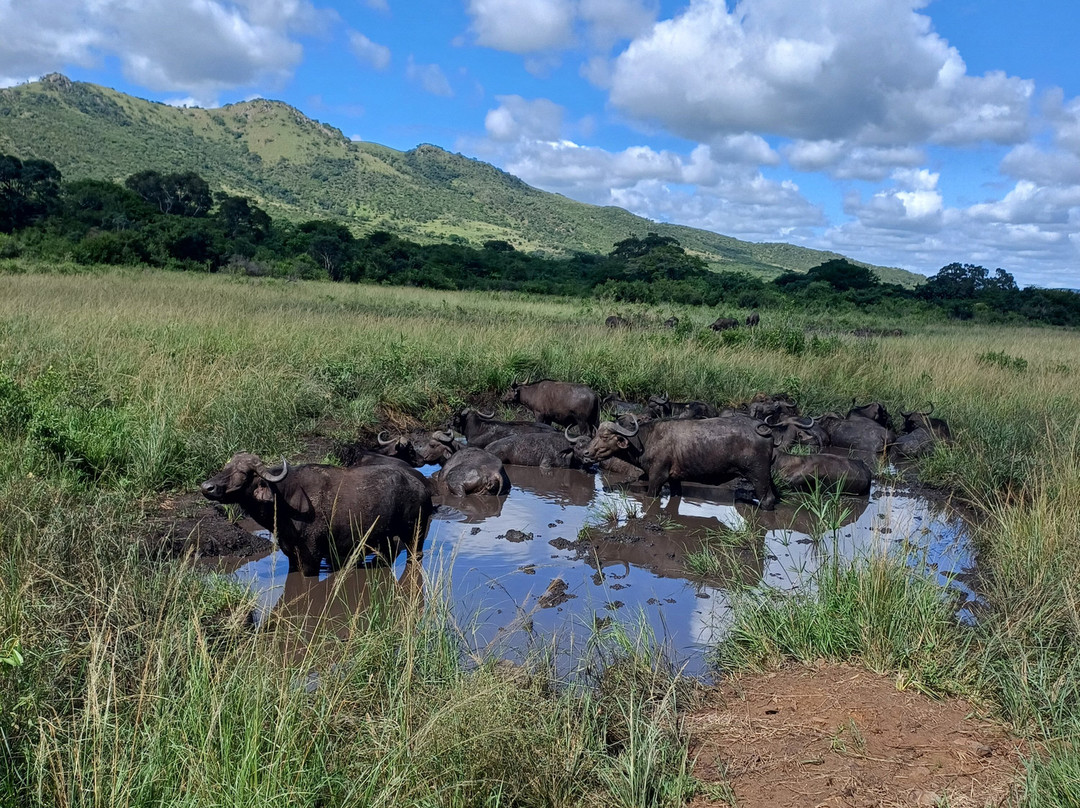 EuroZulu Guided Tours & Safaris-圣露西亚必去景点