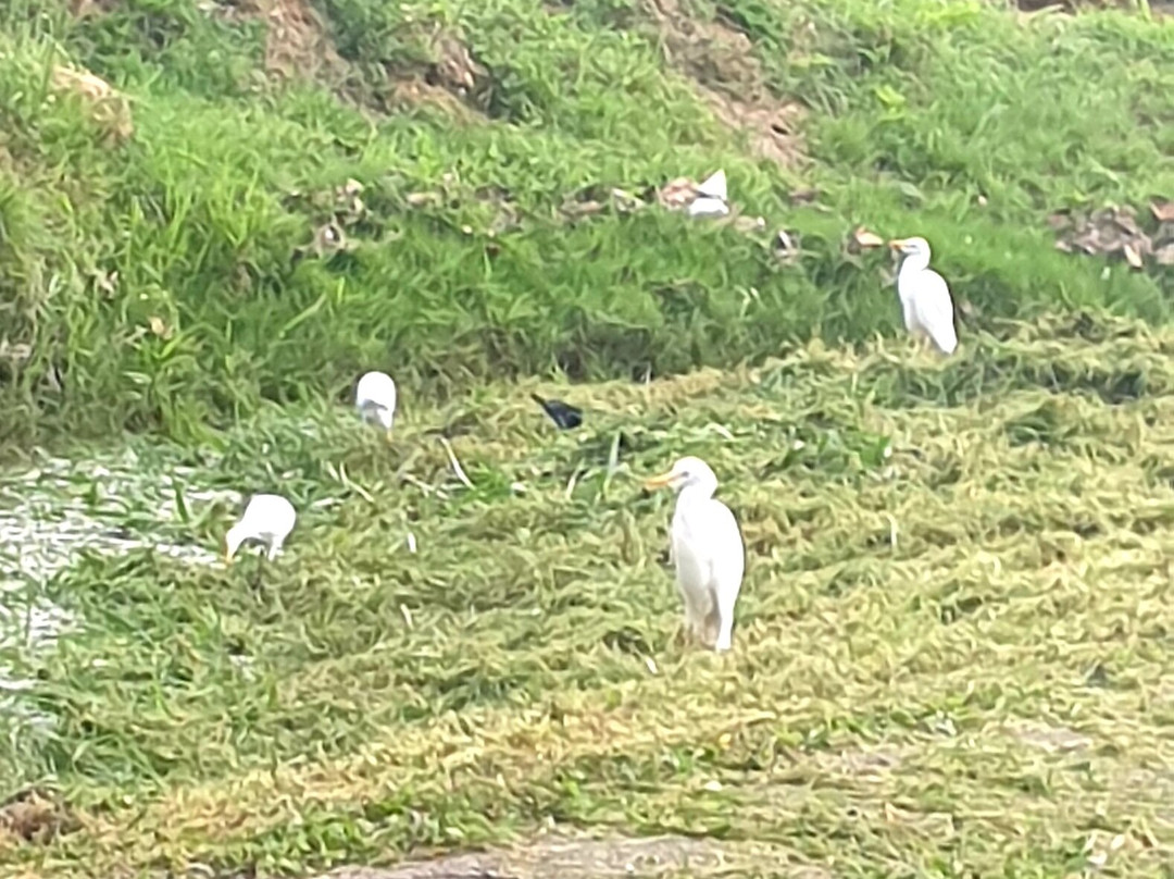 Peter Cox Wildlife Tours-多巴哥必去景点