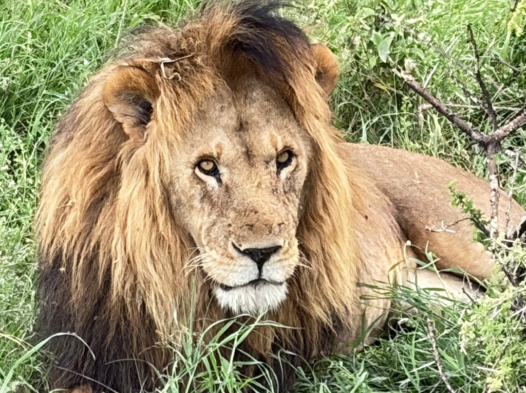 Predators Safari Club-阿鲁沙必去景点