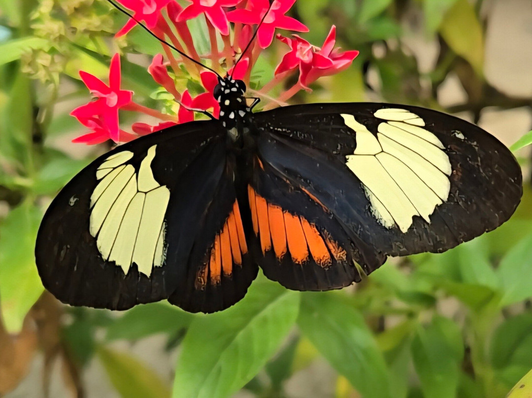 Nathaly Butterfly Garden-明多必去景点