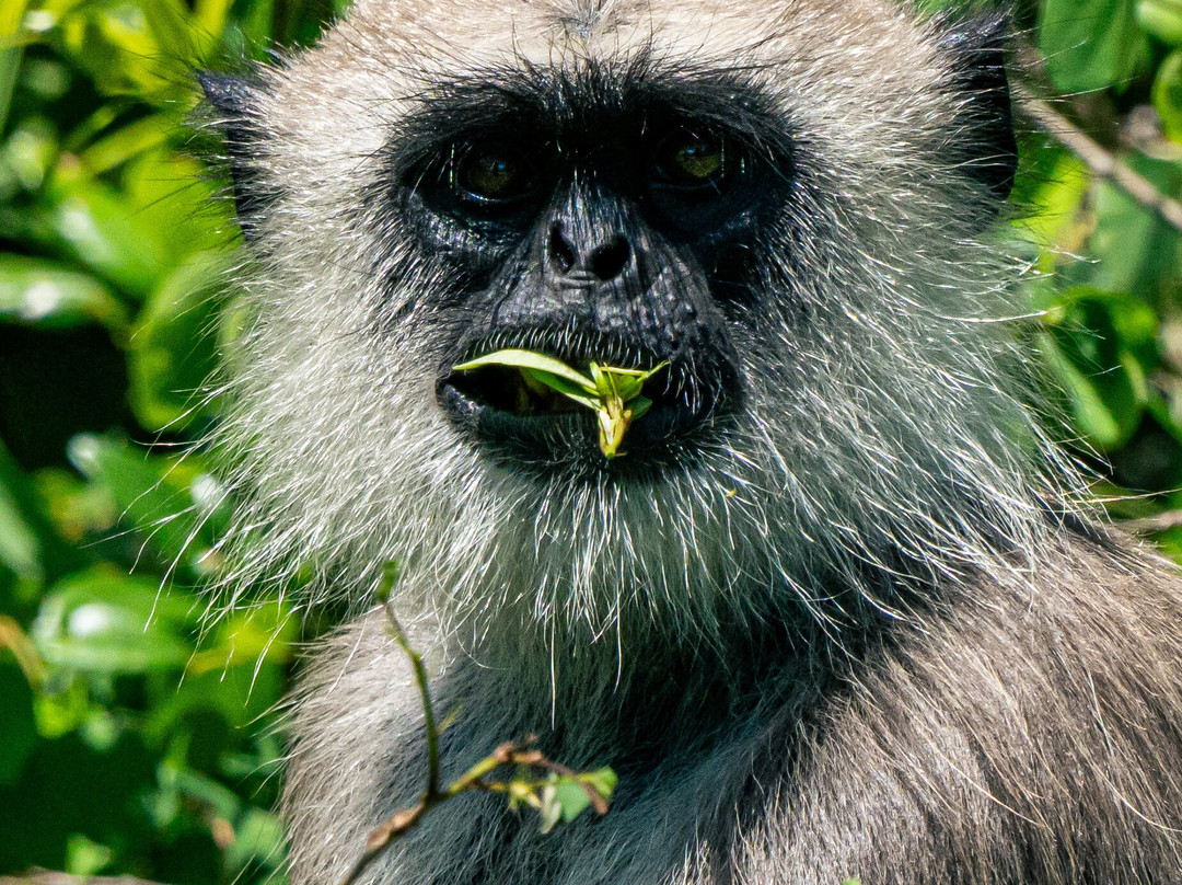 H.O.T Tourism-科伦坡必去景点