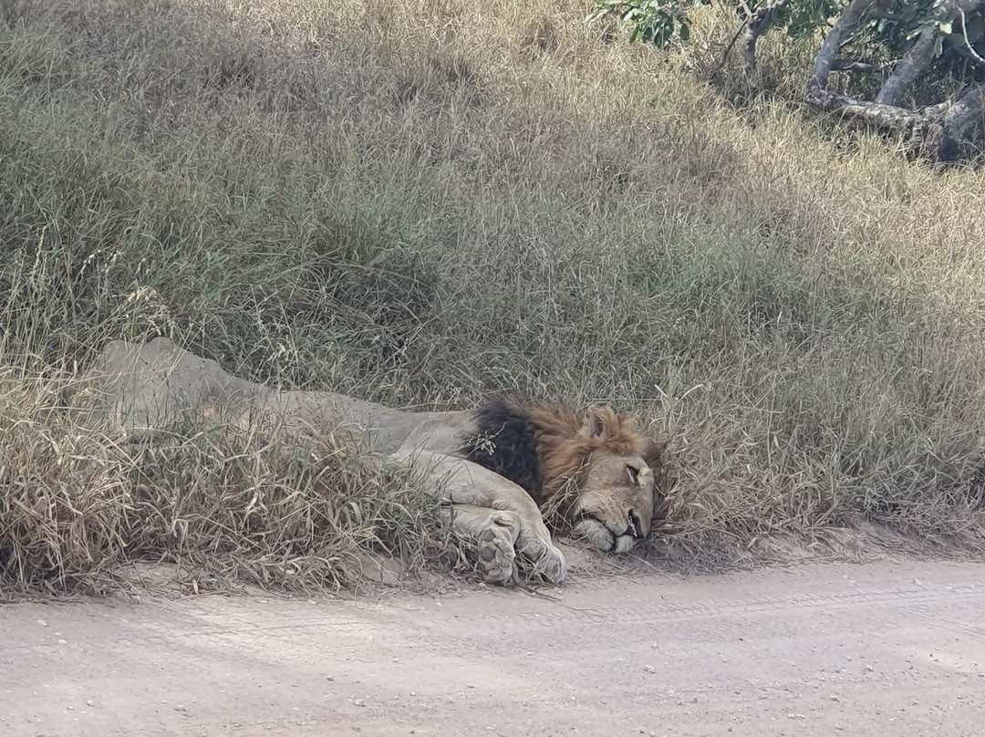 Game drives at Phalaborwa Gate in Kruger National Park-克鲁格国家公园必去景点