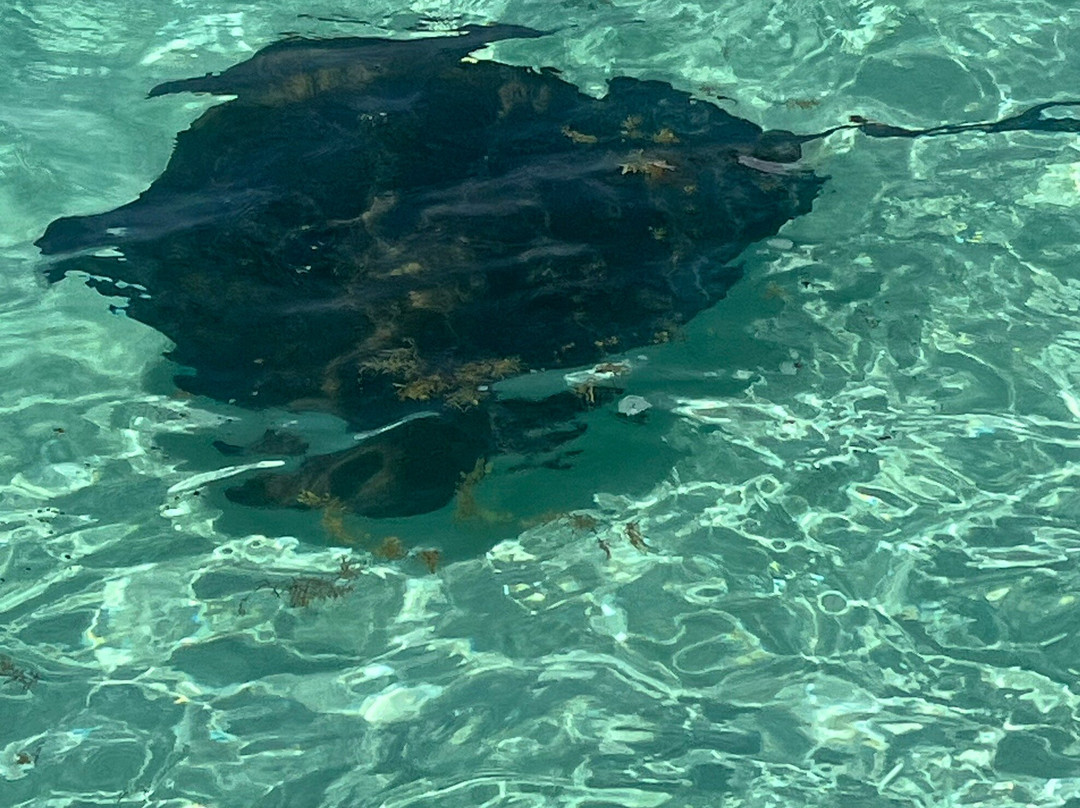 Stingray City-安提瓜必去景点