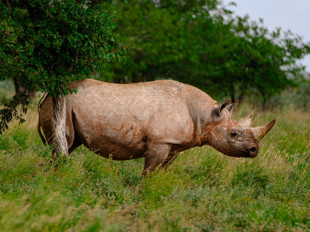 Born in Etosha Self-Drive Private Tours-Okaukuejo必去景点