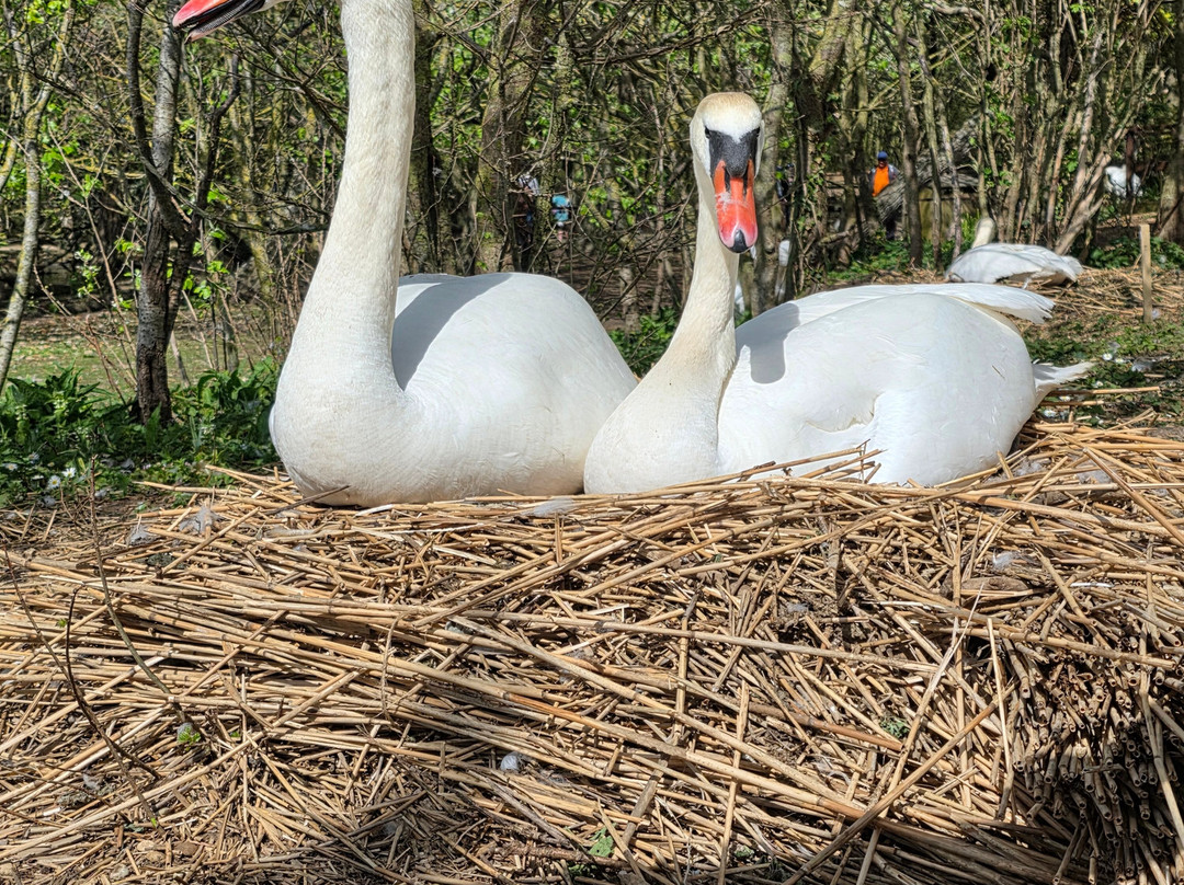 Abbotsbury Swannery-Abbotsbury必去景点