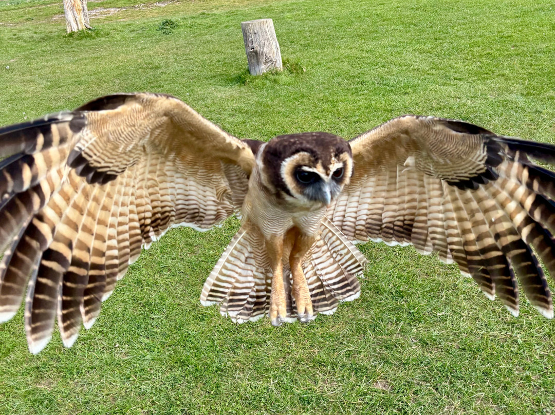 UK Owl And Raptor Centre-Groombridge必去景点
