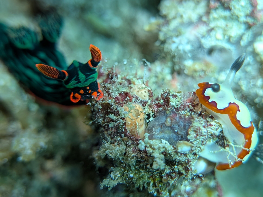 The Three P Beach Resort & Dive Center主图