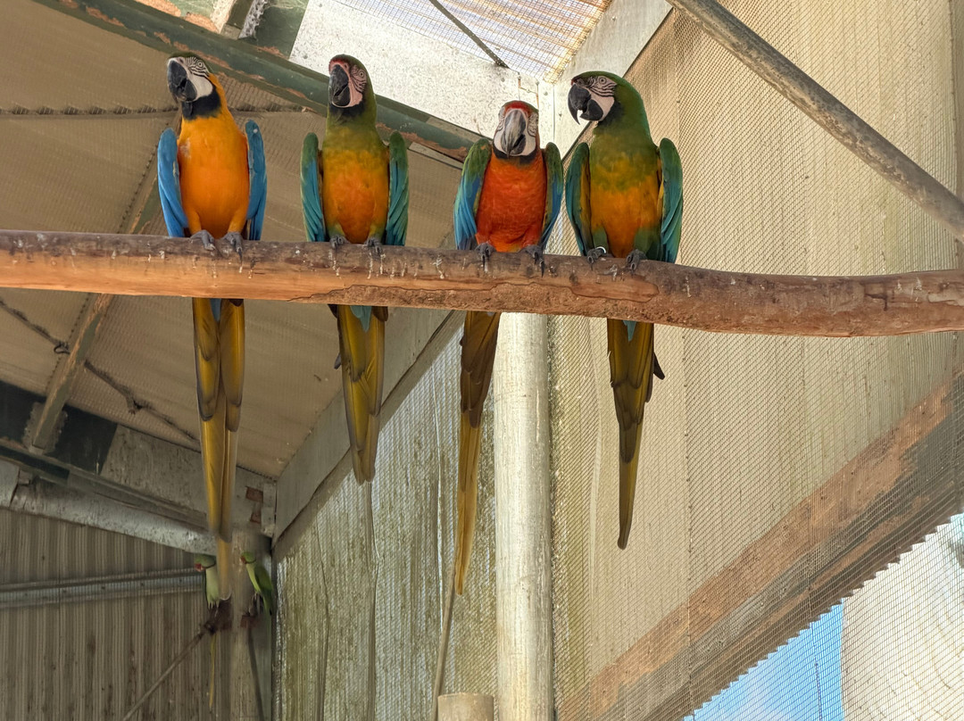 Maleny Botanic Gardens & Bird World-马莱尼必去景点