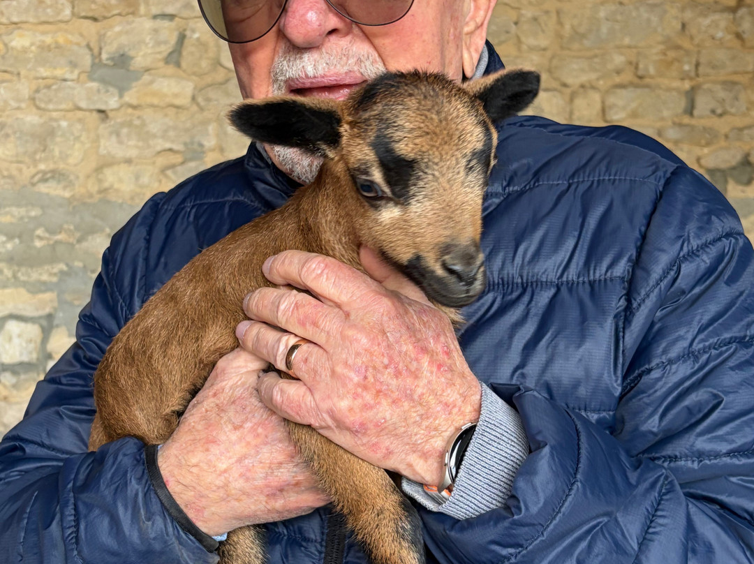 Alpaga Normandie - Animaux Miniatures-巴约必去景点