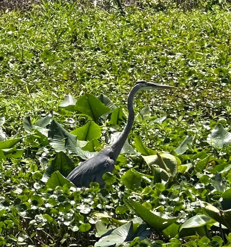 St. John's River Eco Tours, LLC-DeBary必去景点