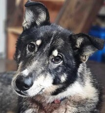 Waylon's Way Dog Sledding