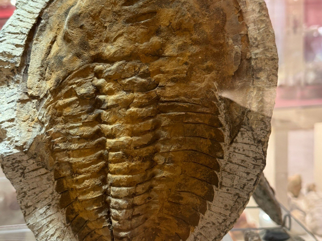 Museum of Mineralogy and Paleontology Stamatiadis-Ialysos必去景点