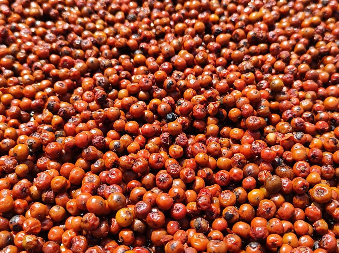 BoTree Farm-贡布必去景点