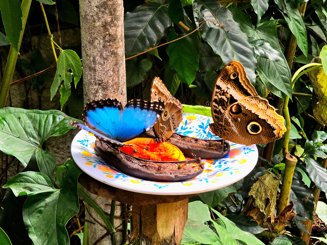 Butterfly Garden at Selvatura Park-蒙特沃德必去景点