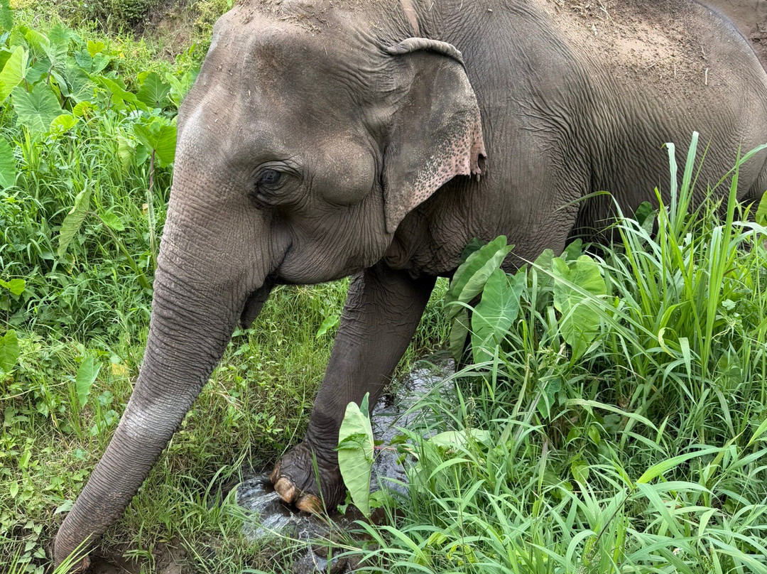 Doi Lom Elephant Rescue Sanctuary-夜登必去景点