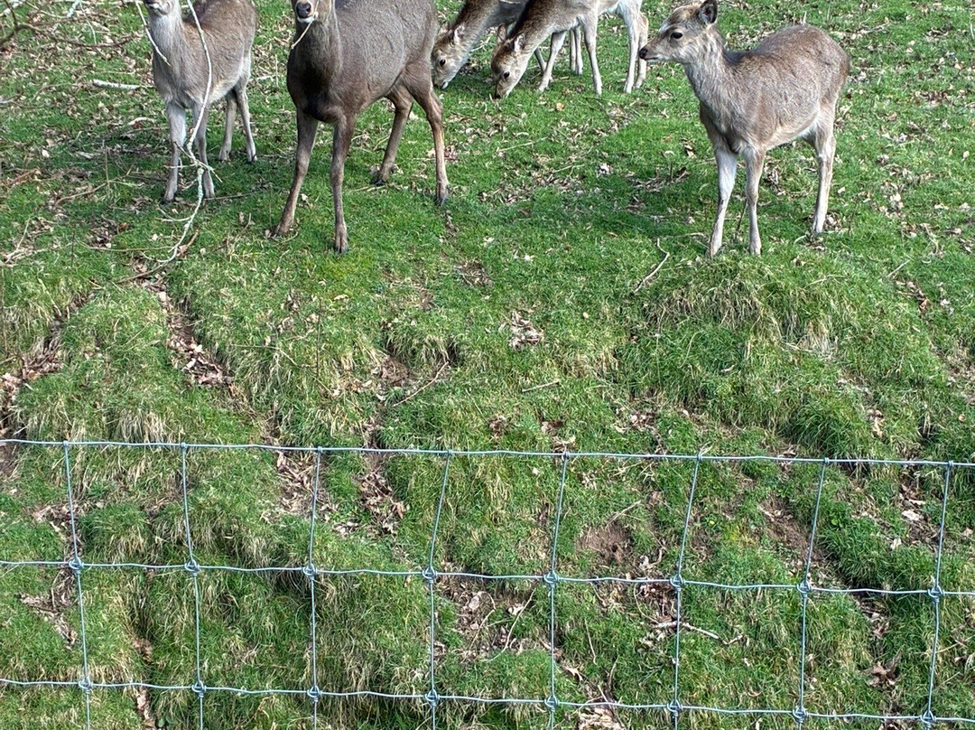 Doneraile Wildlife Park-Doneraile必去景点