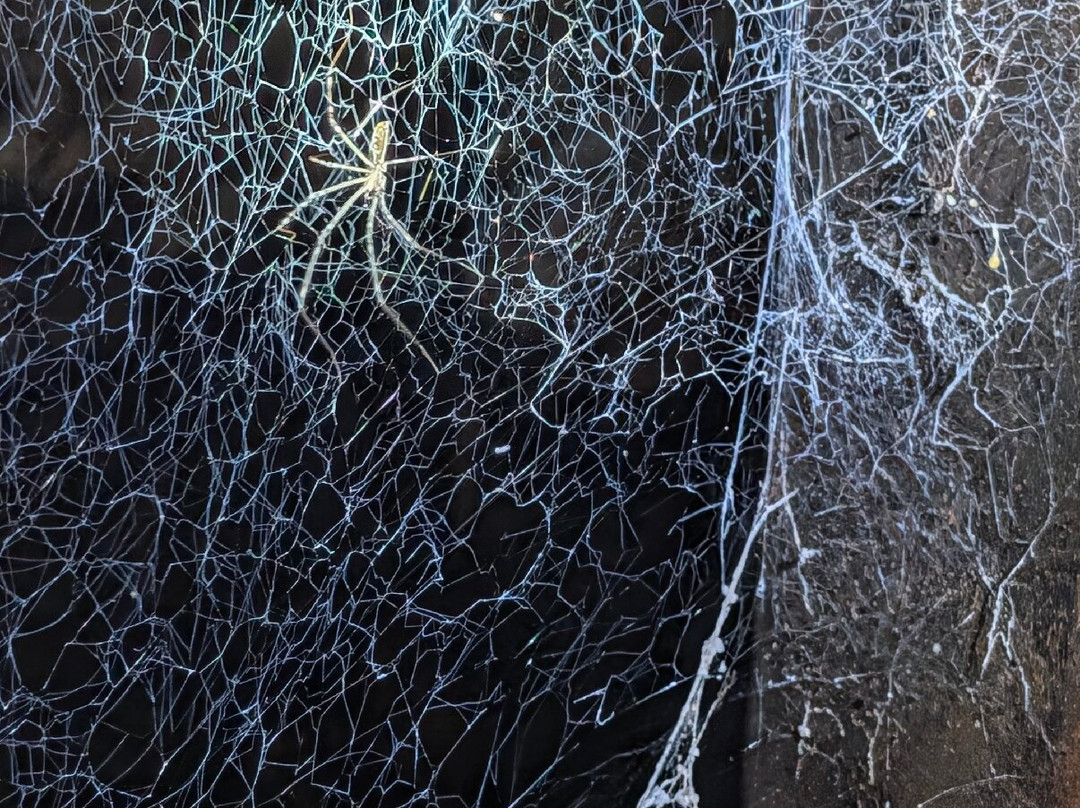 Deer Cave-姆鲁国家公园必去景点