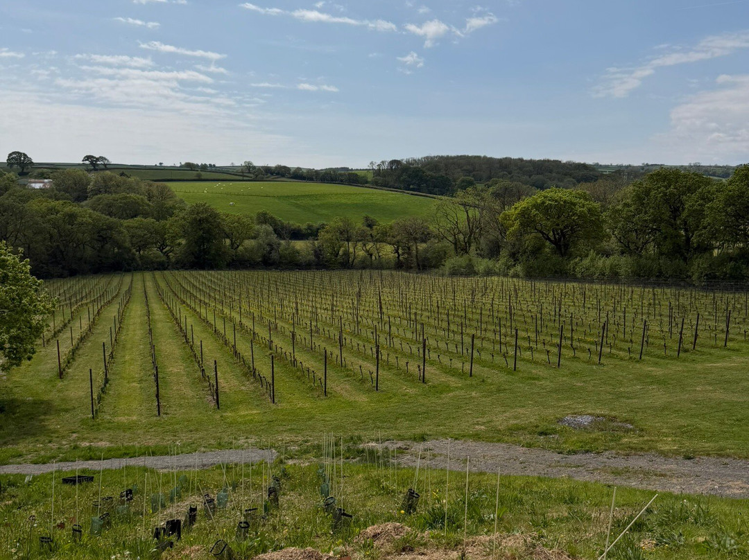 Velfrey Vineyard-Lampeter Velfrey必去景点