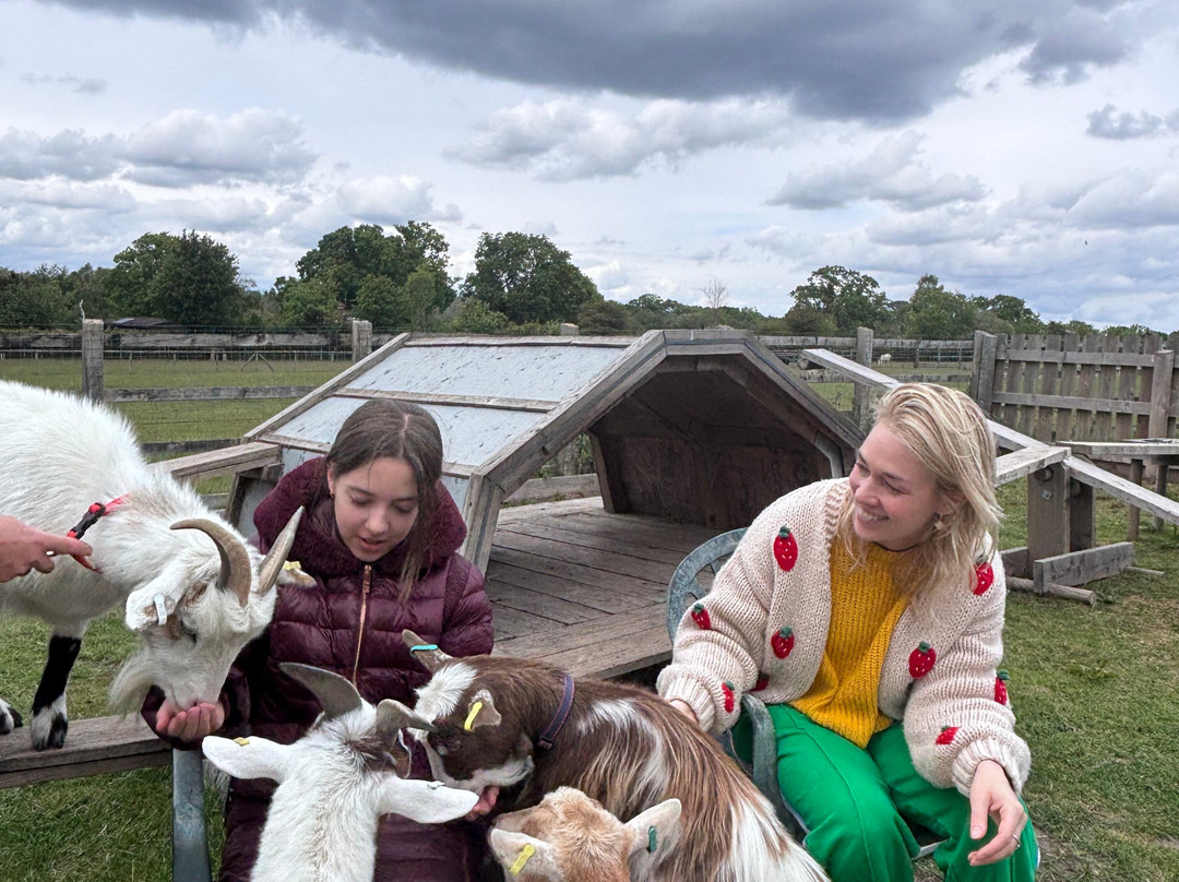 Little Goats At Brockenhurst-Brockenhurst必去景点