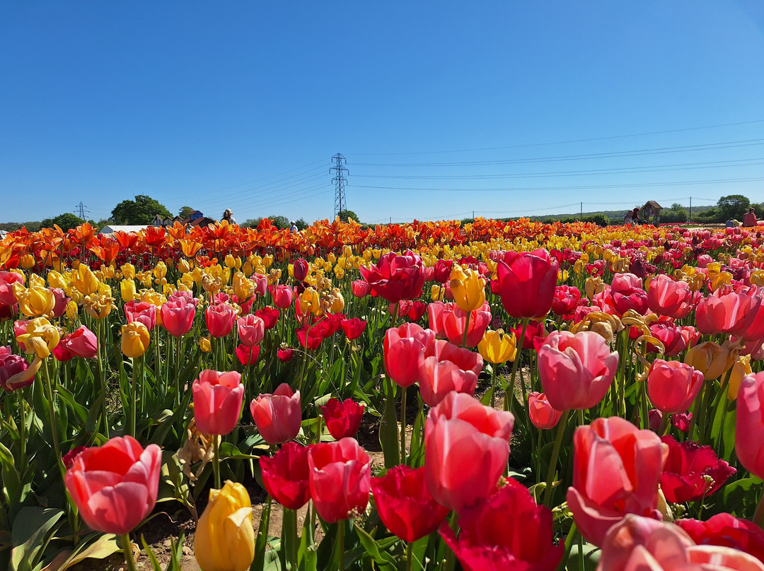 Tulleys Tulip Fields - Hertfordshire-圣奥尔本斯必去景点