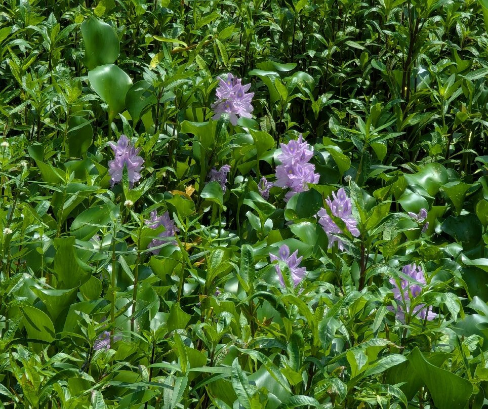 Black Bayou Lake National Wildlife Refuge-门罗必去景点