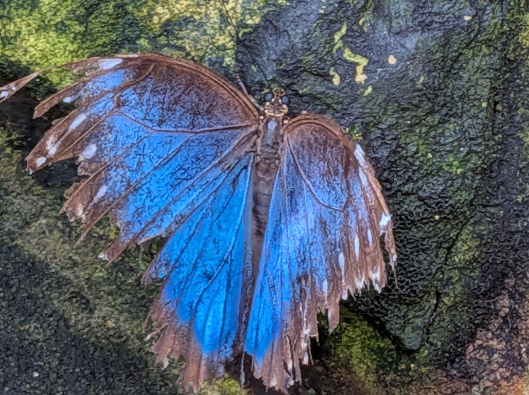Stratford Butterfly Farm-埃文河畔斯特拉特福必去景点