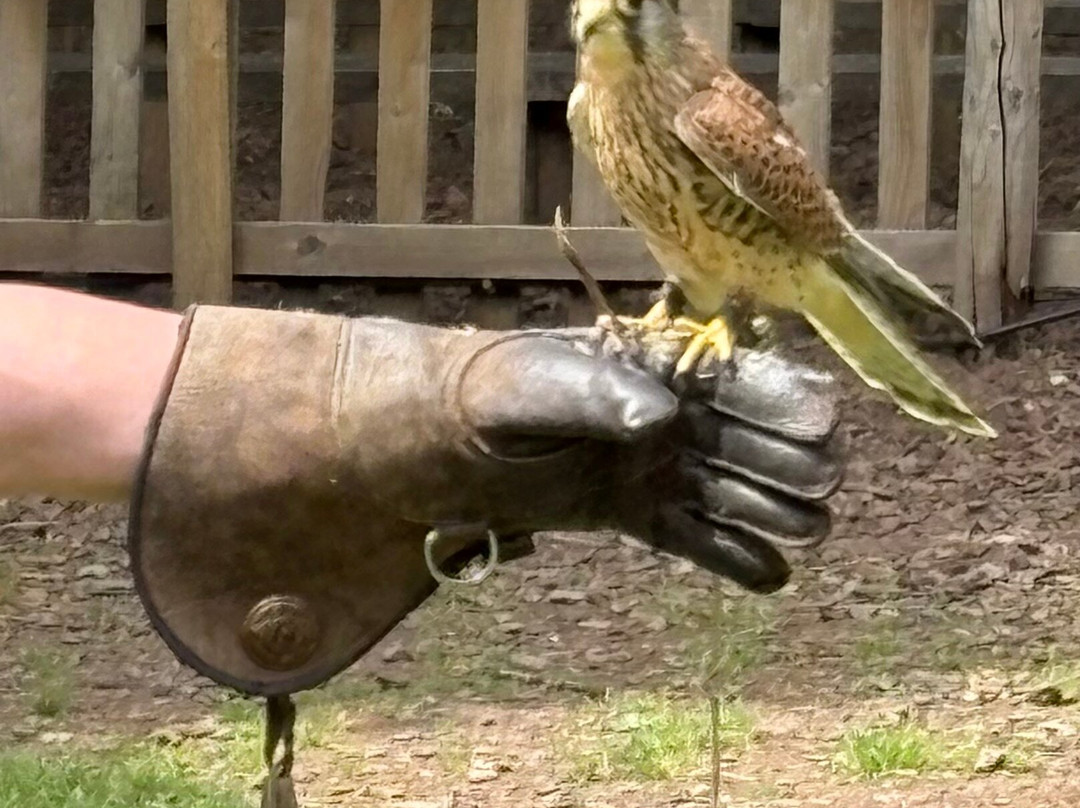 Mercer Falconry Raptor Park-Farnsfield必去景点