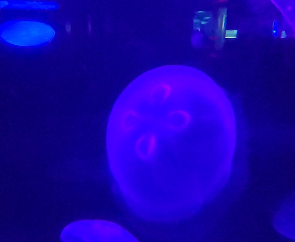 Two Oceans Aquarium-开普敦中心区必去景点