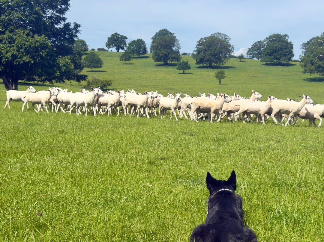 Nij Vyas Sheepdog Experience-East Norton必去景点