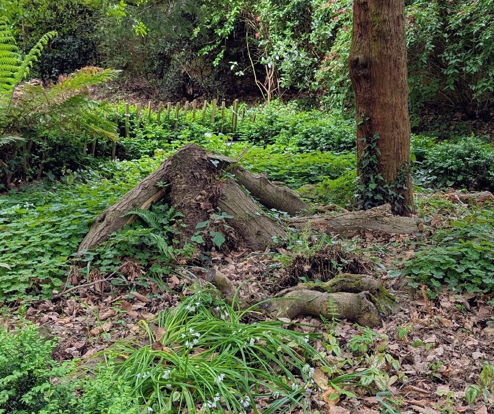 Botanic Gardens-贝尔法斯特必去景点