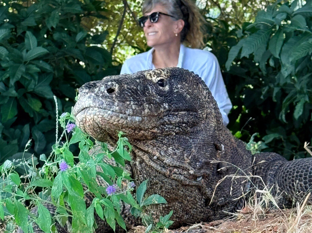 Great Komodo Tour-Labuan Bajo必去景点