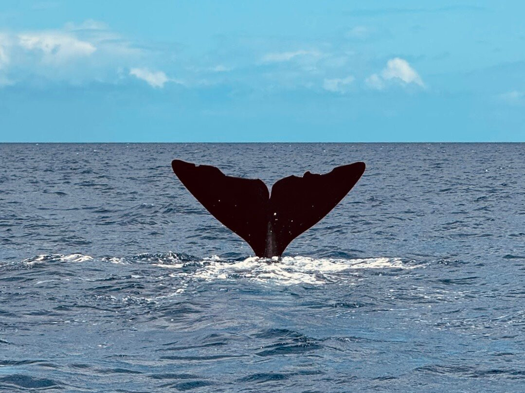 Dominica Water Tours-Scotts Head必去景点