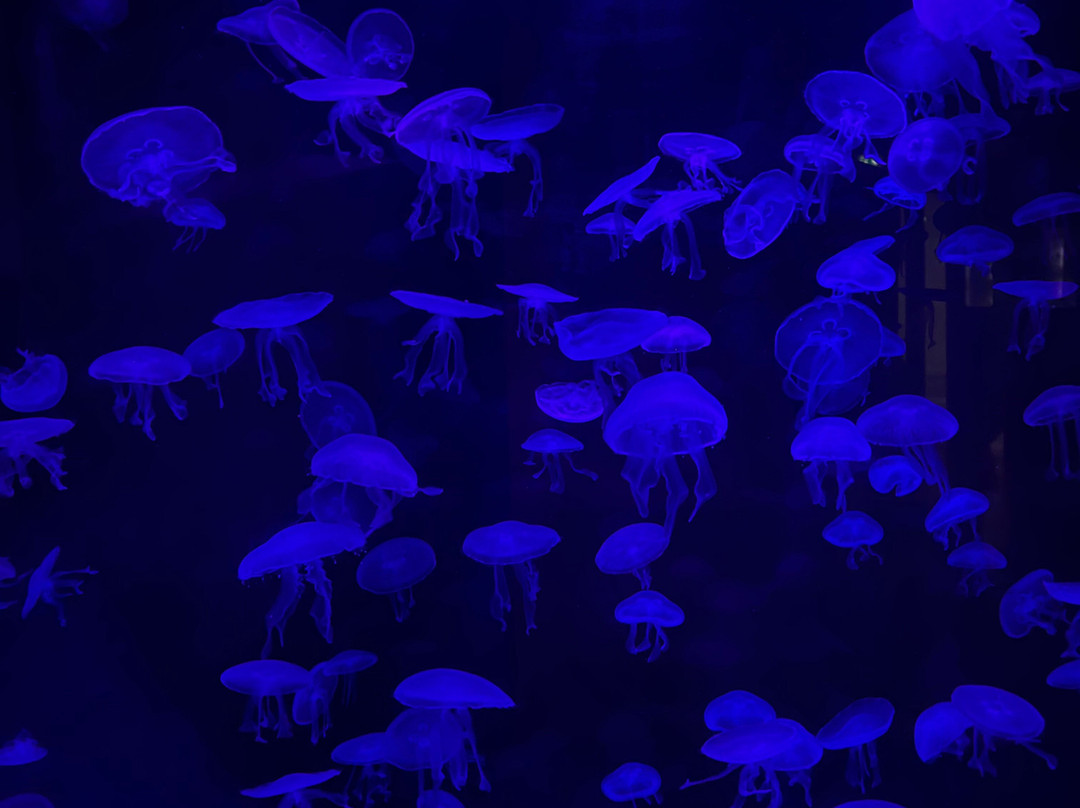 Muséum-Aquarium de Nancy-南锡必去景点