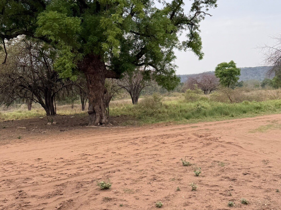 Panna National Park Safari-Madla必去景点