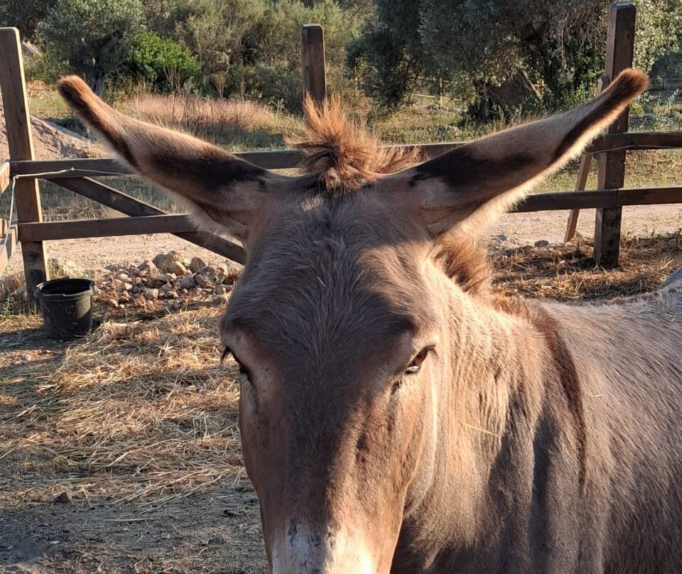 Wild Thyme Ranch-Kranidi必去景点