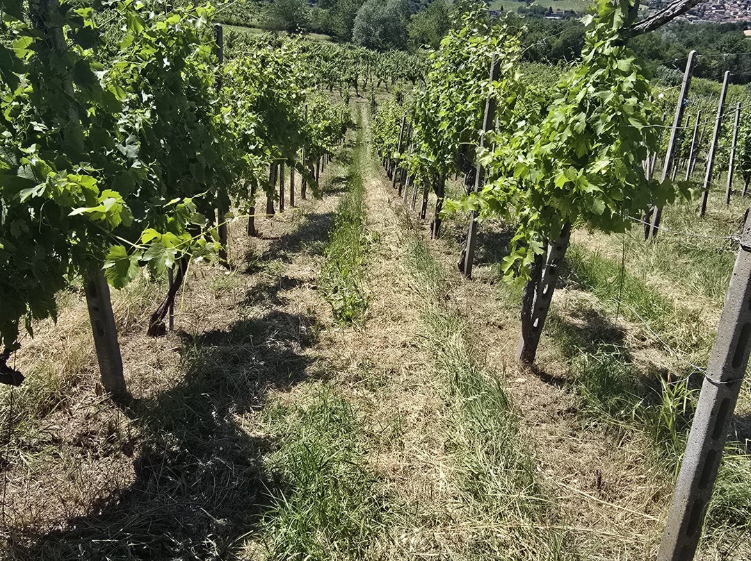 Tenuta Riccardi - Vini dal 1912-Santa Maria della Versa必去景点