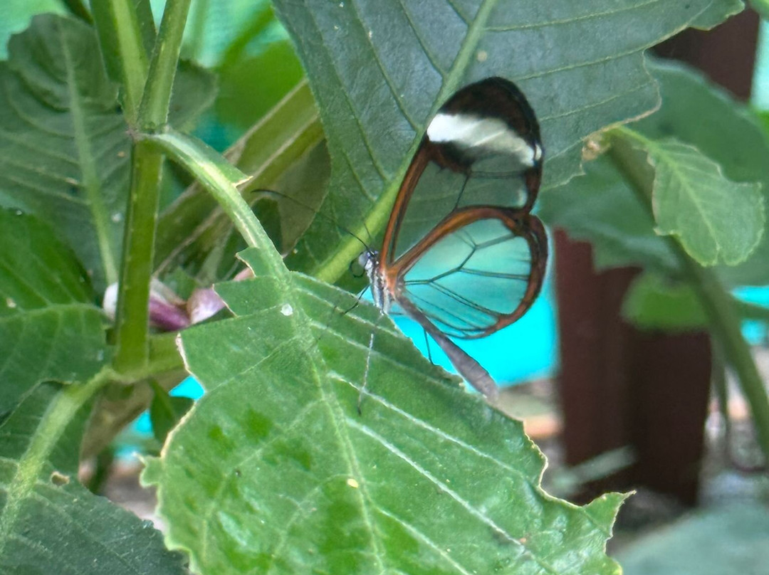 Guys Butterfly House-St Hilary必去景点