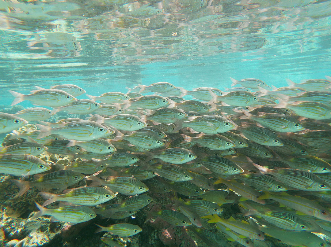 拉罗通加海滩度假村与泻湖水族馆主图