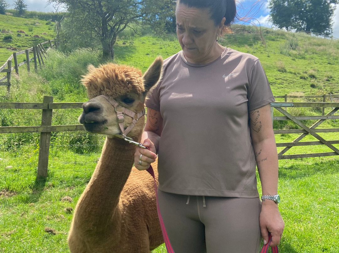 Alpaca Alpaca At Leven Valley-Yarm必去景点