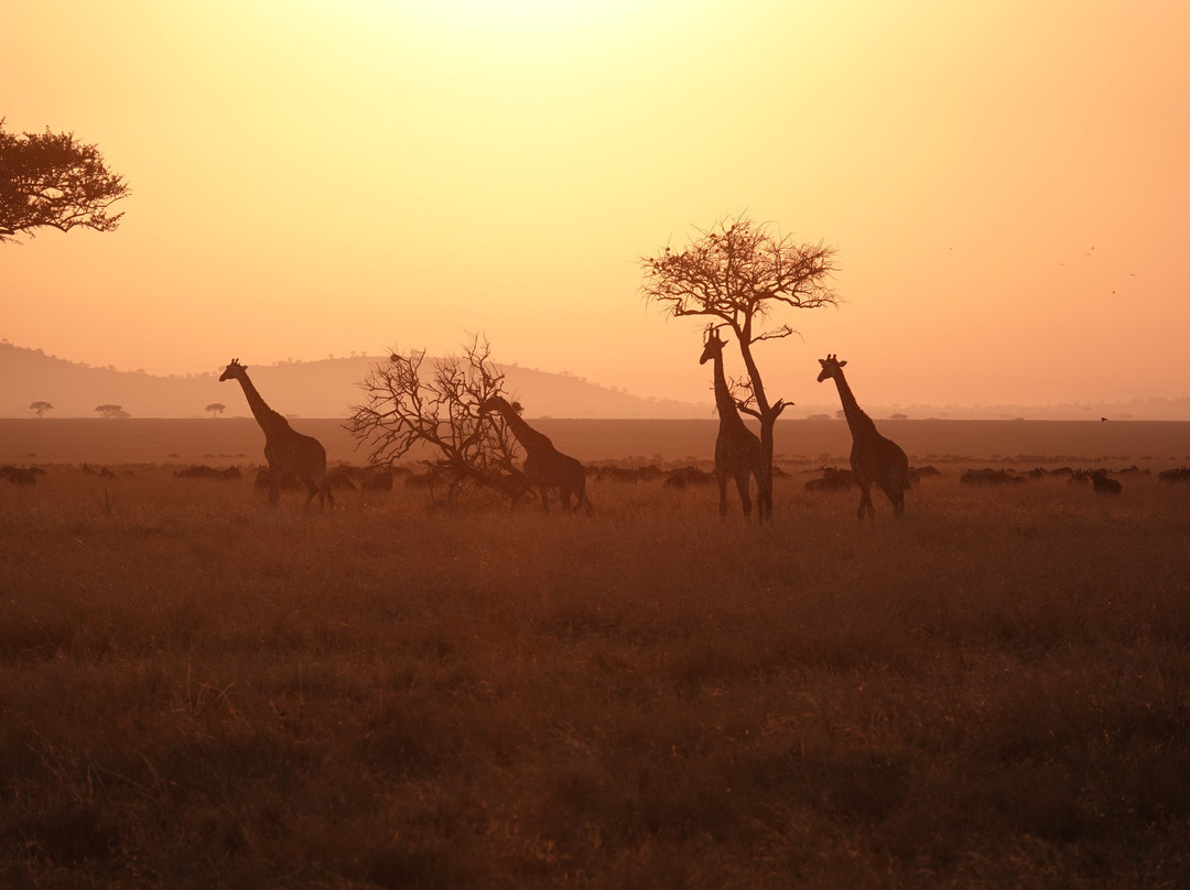 Unlimited Expeditions - The Soul Of Tanzania-阿鲁沙必去景点