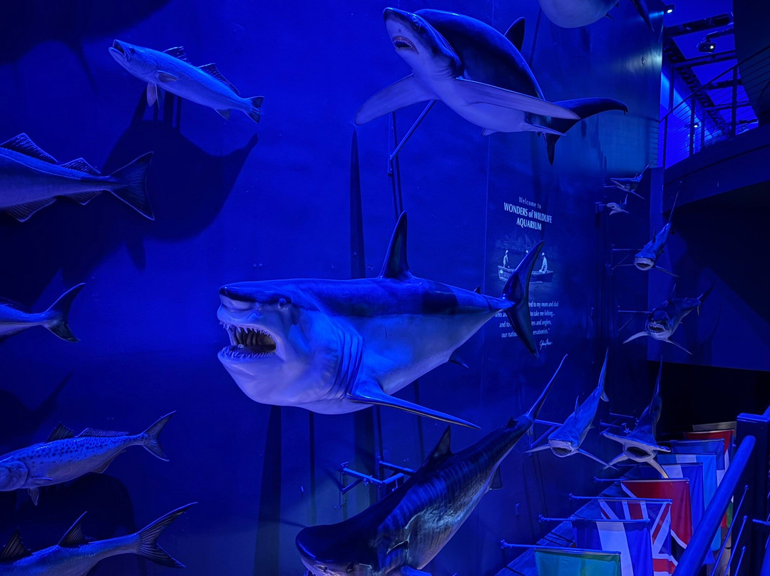 Johnny Morris' Wonders of Wildlife National Museum and Aquarium-斯普林菲尔德必去景点