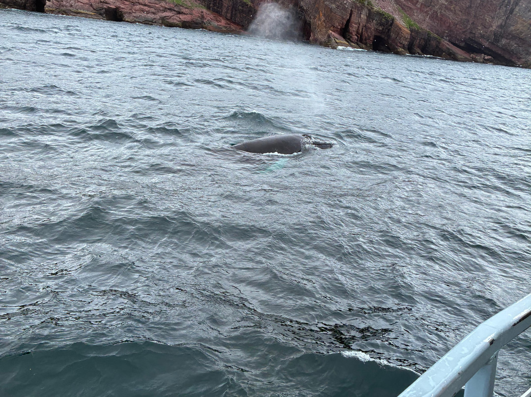 Gatherall's Puffin and Whale Watch-Bay Bulls必去景点