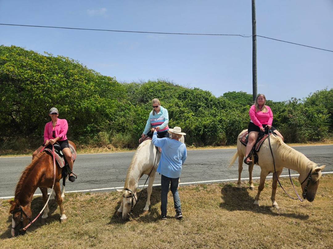 Equus Rides Horseback Riding St. Croix-Frederiksted必去景点