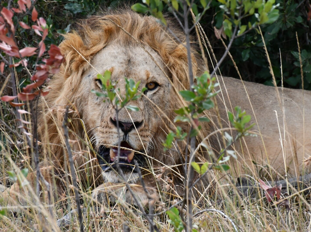 Ol Pejeta Conservancy-Laikipia County必去景点