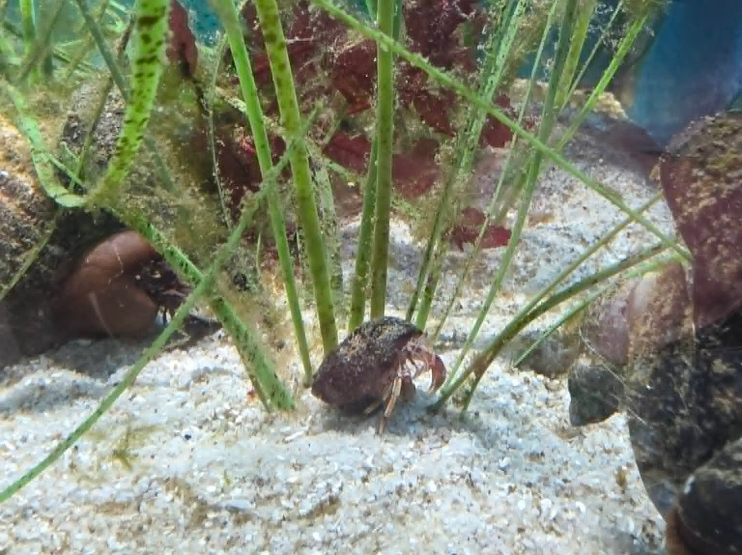 St Abbs Aquarium-Eyemouth必去景点