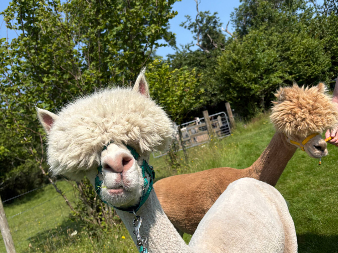 Loch Ness Alpacas-因弗内斯必去景点