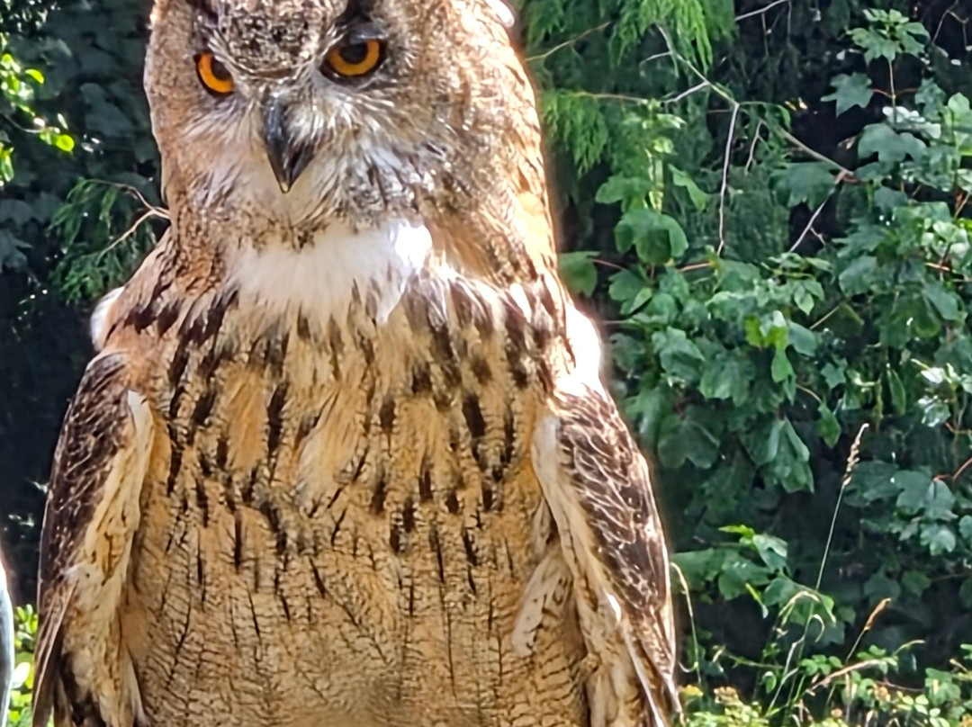 Dalhousie Castle Falconry-邦尼里格必去景点